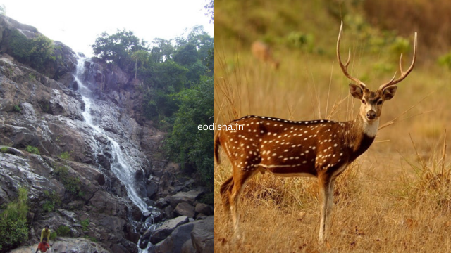 Ambapani Wildlife Sanctuary (4)