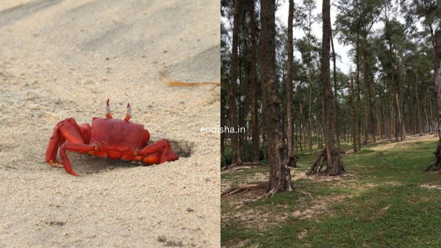 Kasafal Sea Beach (3)
