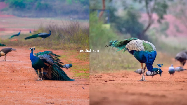 Peacock Valley (2)