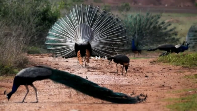 Peacock Valley (3)