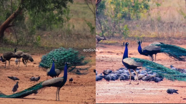 Peacock Valley (4)