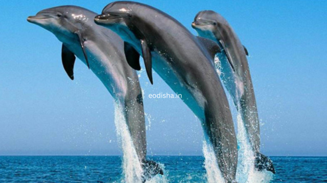 Satapada Chilika Lake, Dolphin Point (3)