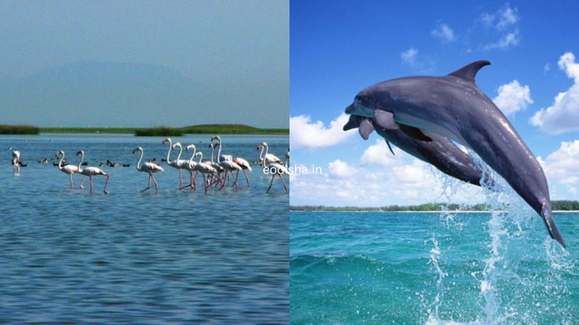 Satapada Chilika Lake, Dolphin Point (4)