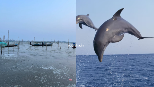 Satapada Chilika Lake, Dolphin Point